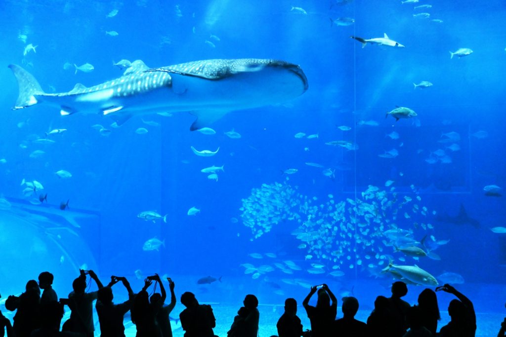 Whale sharks at Okinawa Churaumi Aquarium