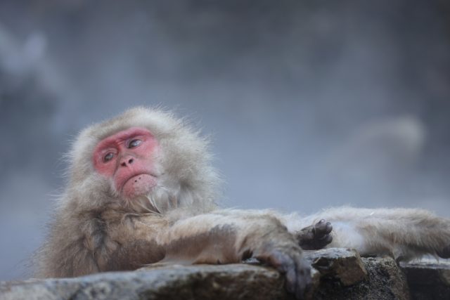 Discover the Snow Monkeys of Jigokudani Monkey Park - Japan Travel