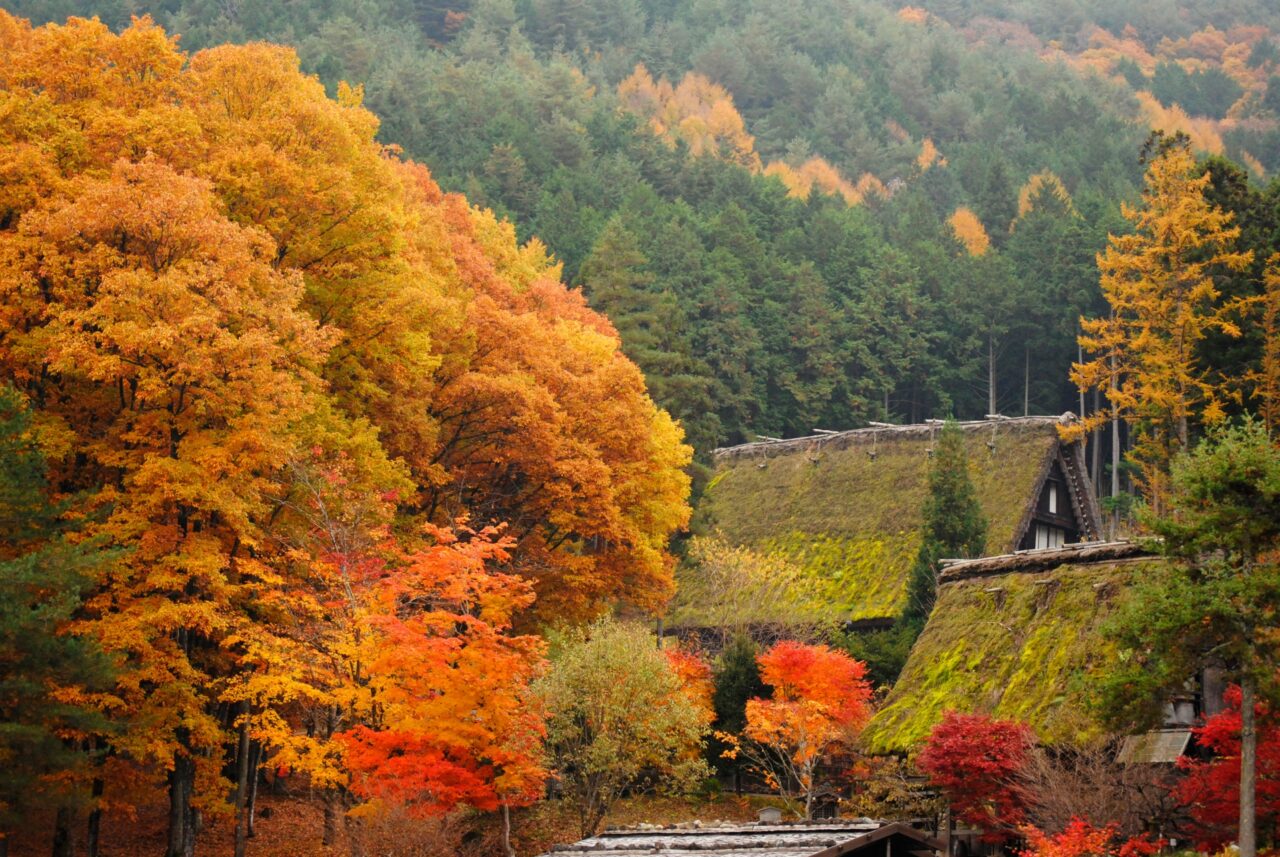 【Autumn Leaves 2025】Walking Through Hida-Takayama in Autumn | 7 Breathtaking Fall Foliage Spots Amidst Historic Streets